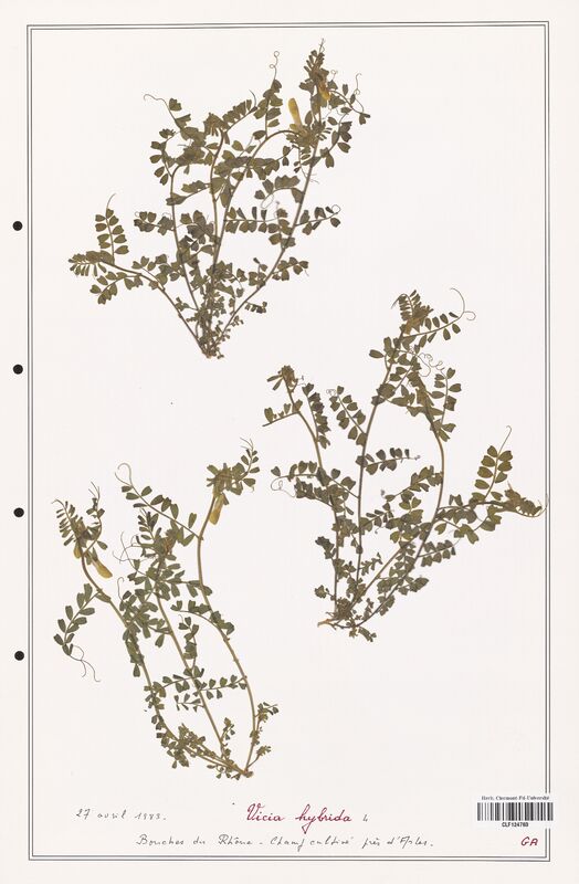 Vicia hybrida  (Fabaceae)