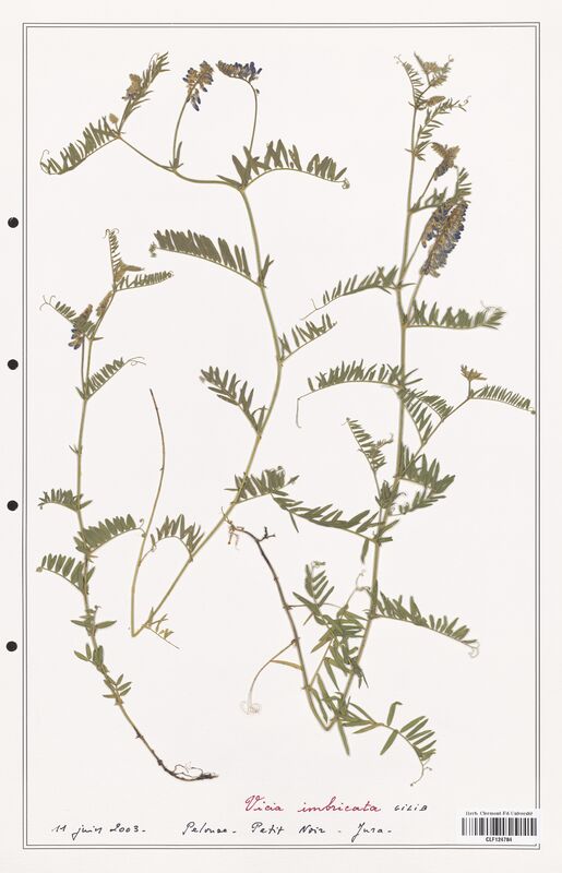 Vicia imbricata  (Fabaceae)