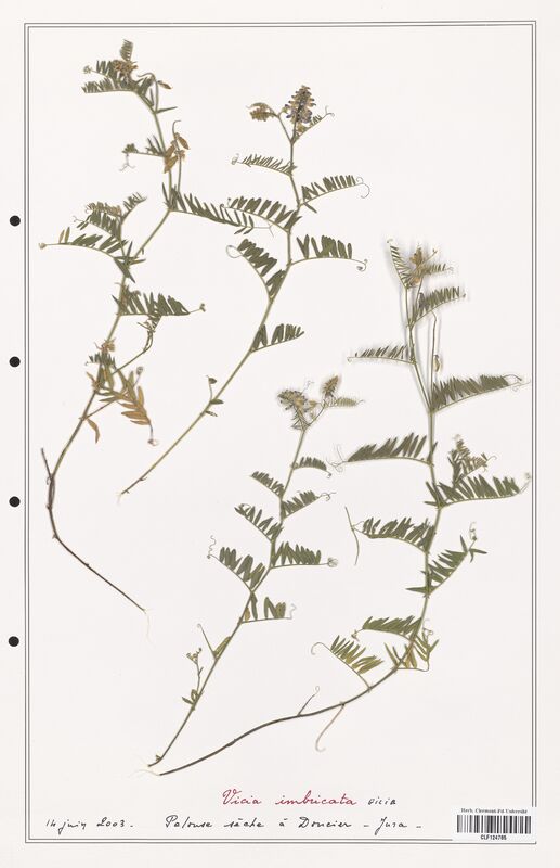 Vicia imbricata  (Fabaceae)