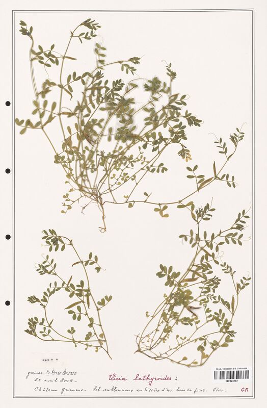 Vicia lathyroides  (Fabaceae)