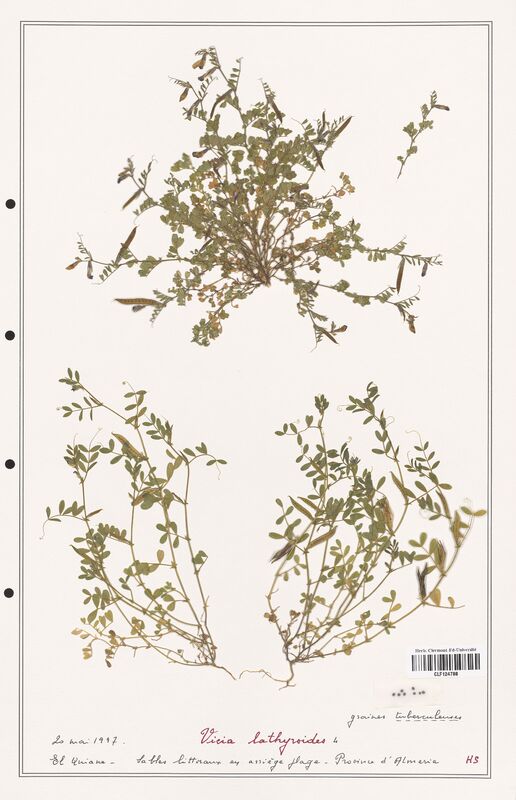 Vicia lathyroides  (Fabaceae)
