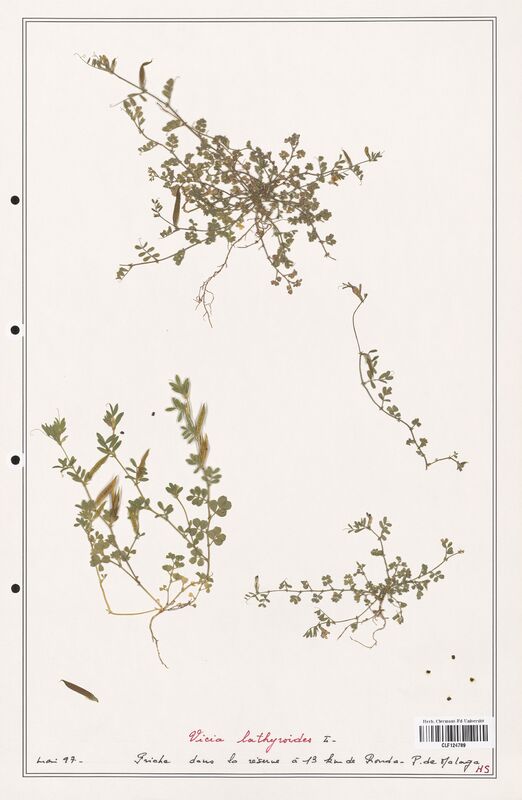 Vicia lathyroides  (Fabaceae)