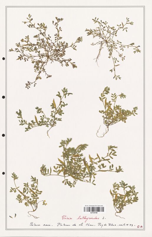 Vicia lathyroides  (Fabaceae)
