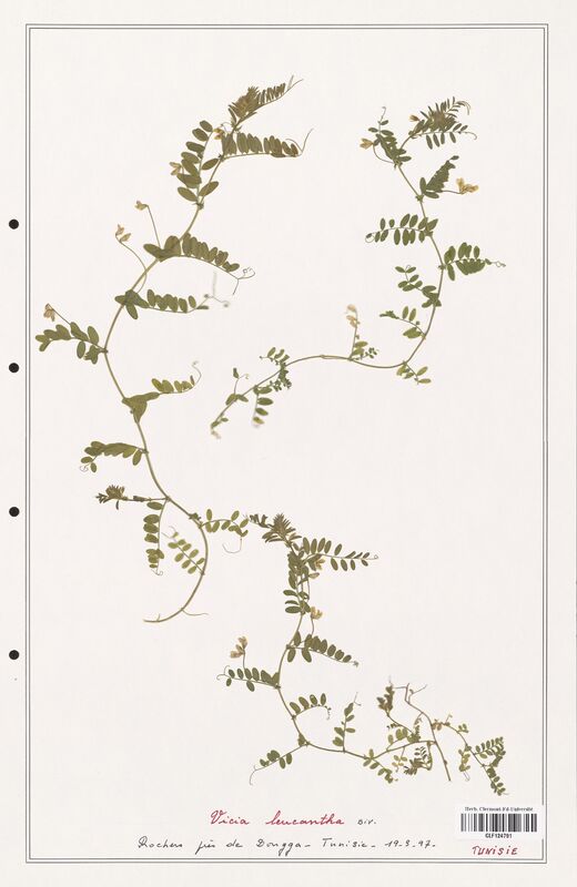 Vicia leucantha  (Fabaceae)