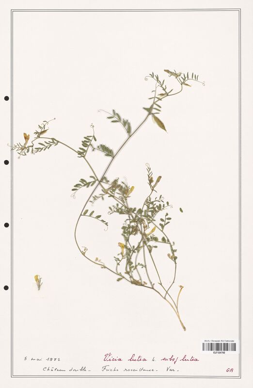 Vicia lutea  (Fabaceae)