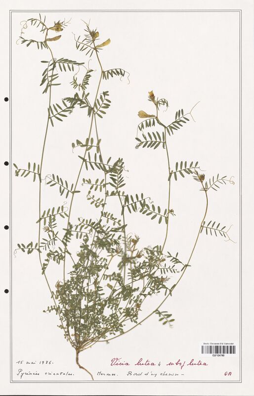 Vicia lutea  (Fabaceae)
