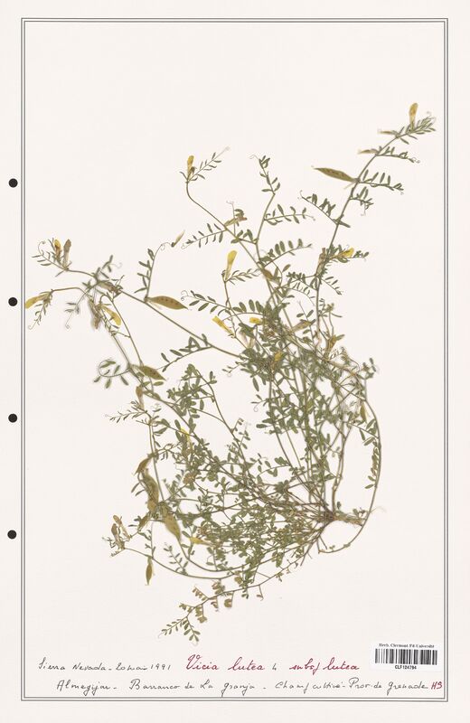 Vicia lutea  (Fabaceae)