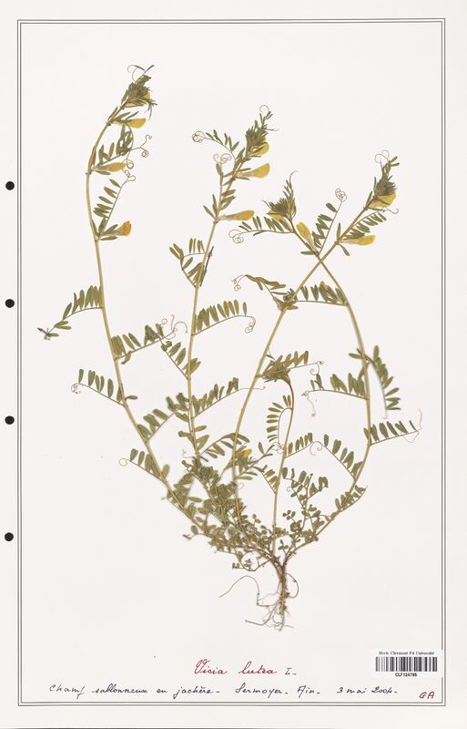 Vicia lutea  (Fabaceae)