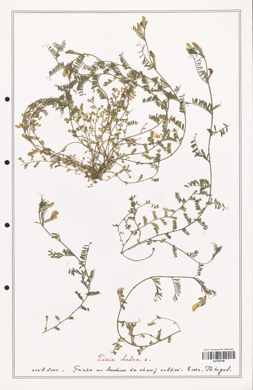 Vicia lutea  (Fabaceae)
