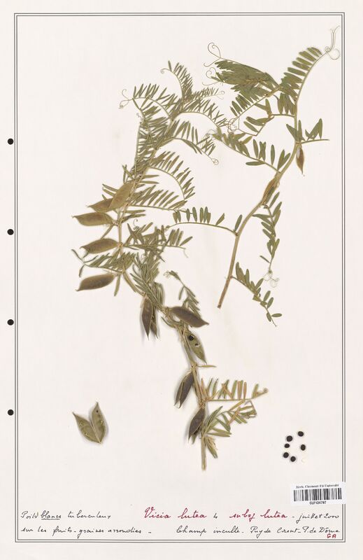 Vicia lutea  (Fabaceae)