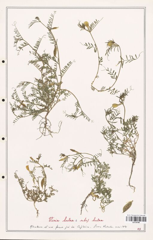 Vicia lutea  (Fabaceae)