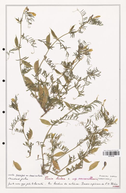 Vicia lutea  (Fabaceae)