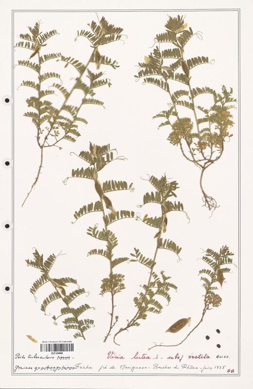 Vicia lutea  (Fabaceae)