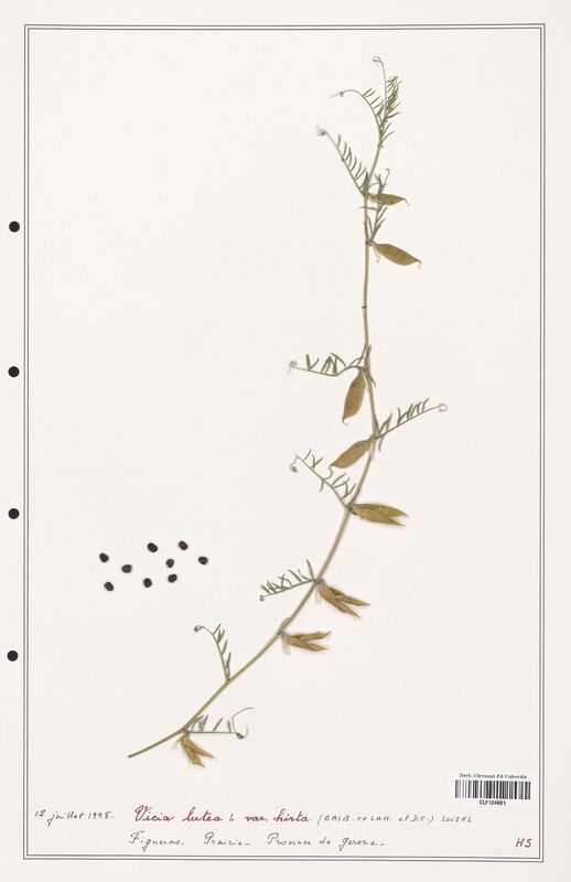 Vicia lutea  (Fabaceae)