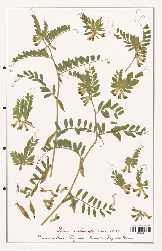 Vicia melanops  (Fabaceae)