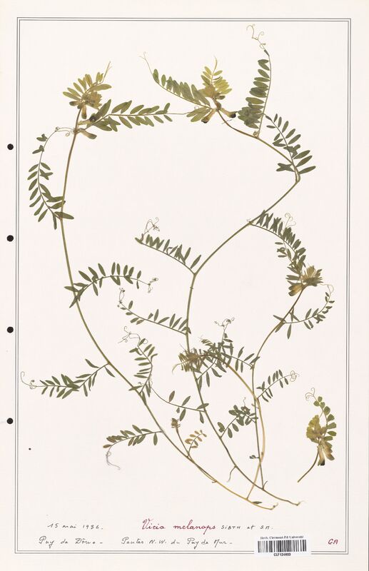 Vicia melanops  (Fabaceae)