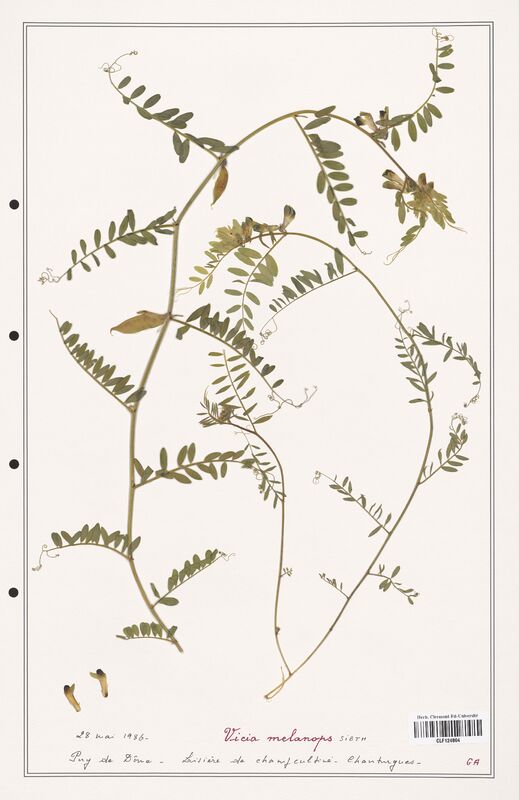 Vicia melanops  (Fabaceae)