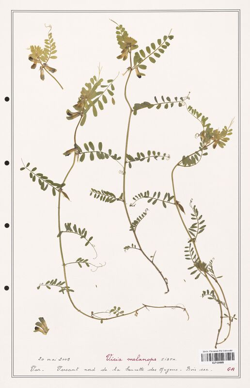 Vicia melanops  (Fabaceae)