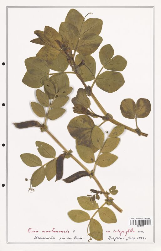 Vicia narbonensis  (Fabaceae)