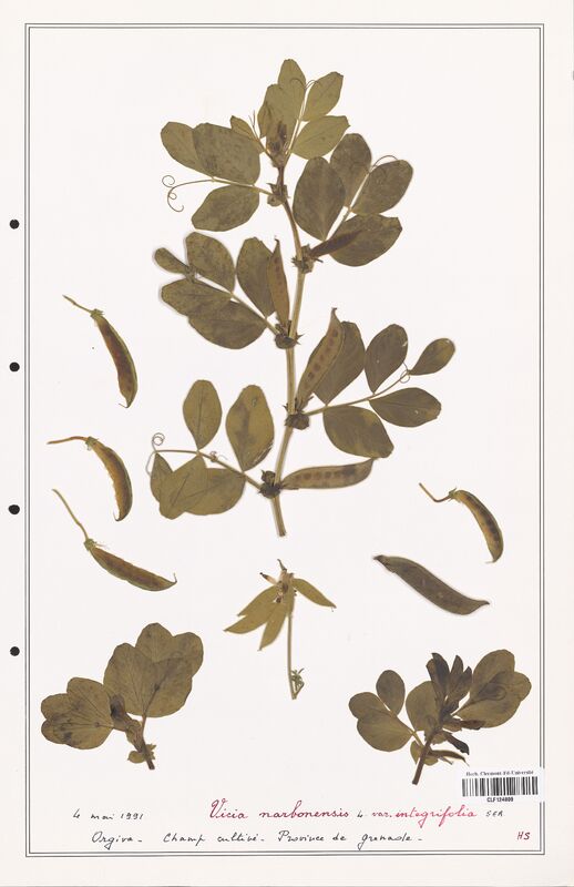 Vicia narbonensis  (Fabaceae)