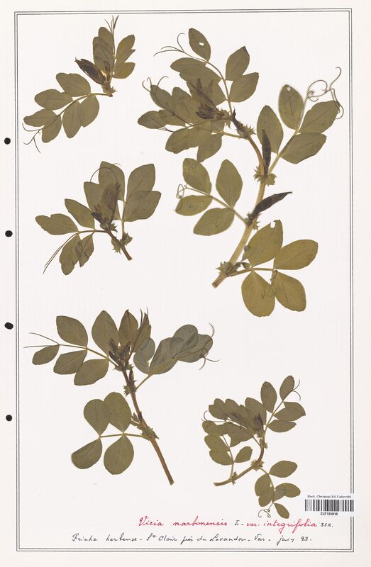 Vicia narbonensis  (Fabaceae)