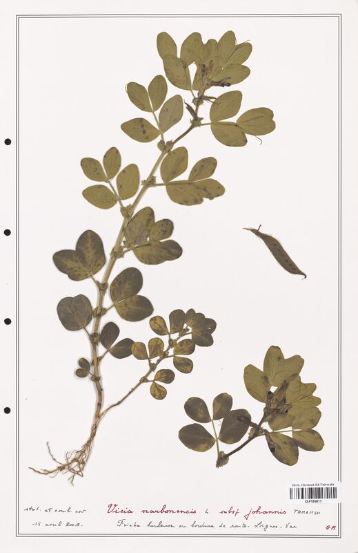 Vicia narbonensis  (Fabaceae)