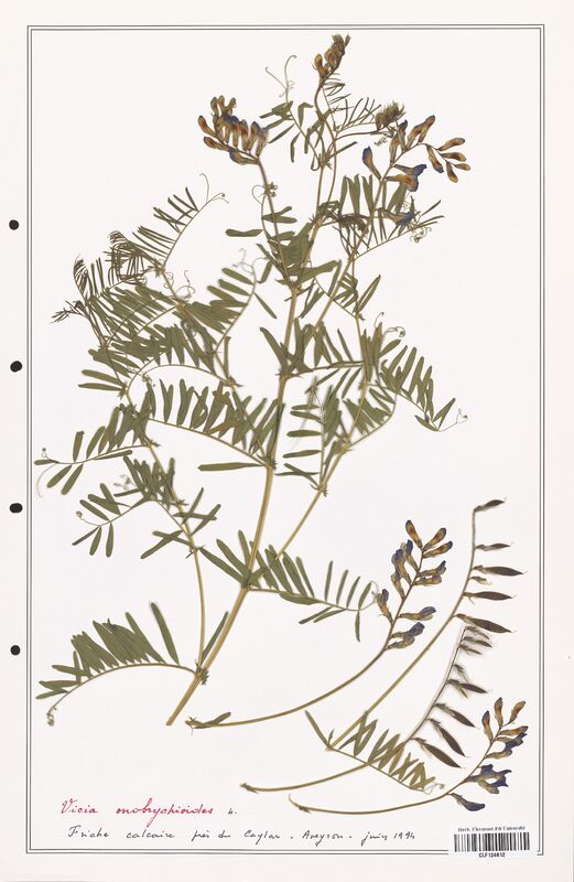 Vicia onobrychioides  (Fabaceae)