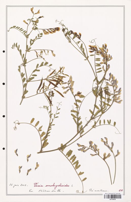 Vicia onobrychioides  (Fabaceae)