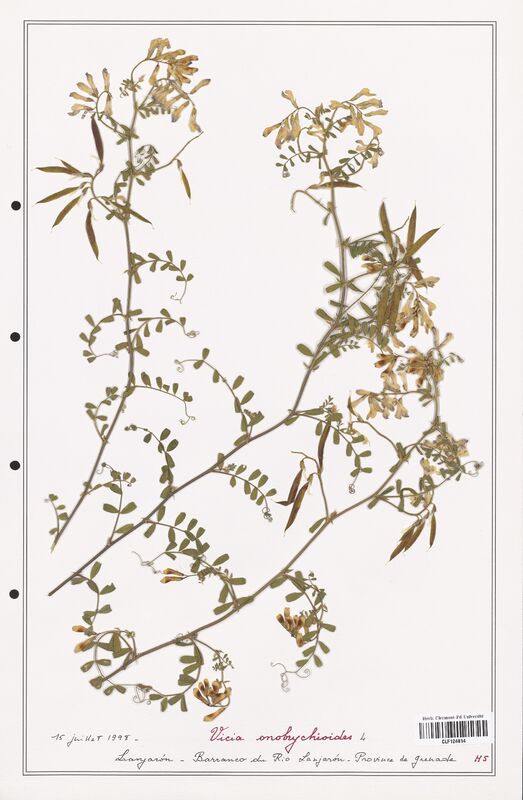 Vicia onobrychioides  (Fabaceae)