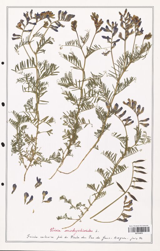 Vicia onobrychioides  (Fabaceae)