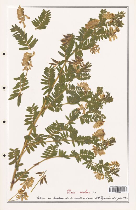Vicia orobus  (Fabaceae)