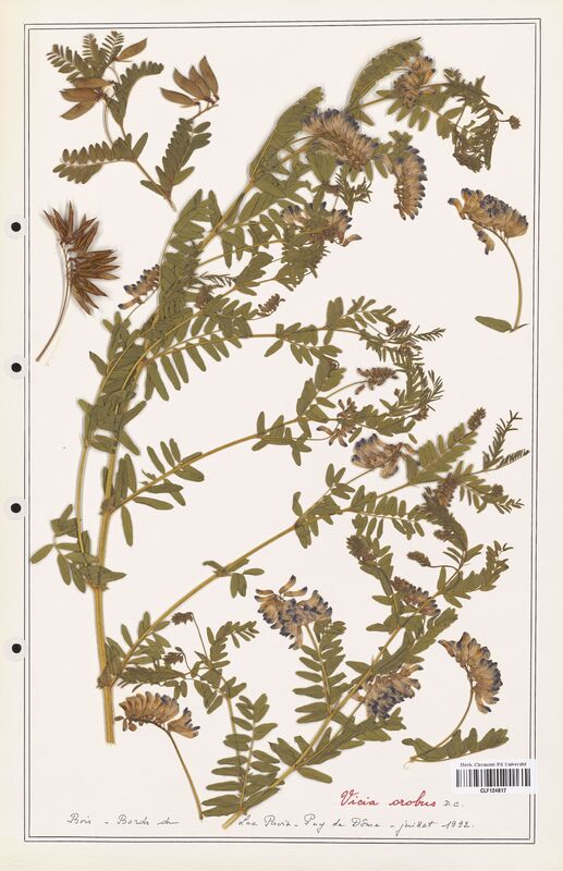 Vicia orobus  (Fabaceae)