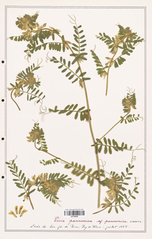 Vicia pannonica  (Fabaceae)