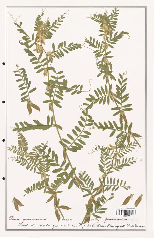 Vicia pannonica  (Fabaceae)