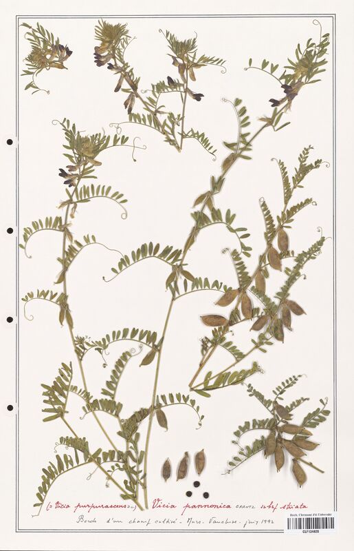 Vicia pannonica  (Fabaceae)