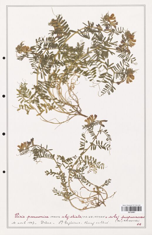 Vicia pannonica  (Fabaceae)