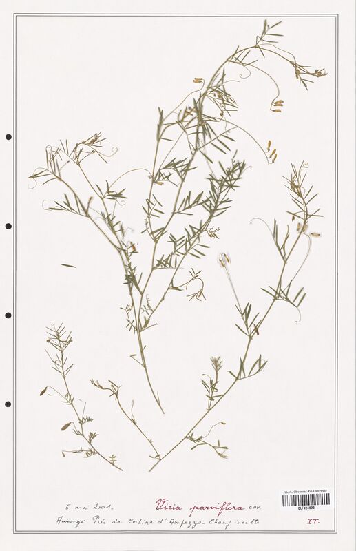 Vicia parviflora  (Fabaceae)