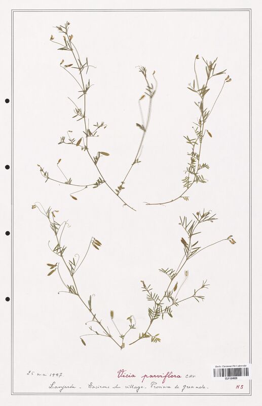 Vicia parviflora  (Fabaceae)
