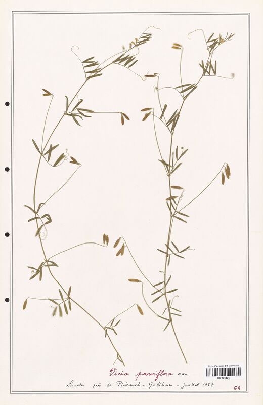 Vicia parviflora  (Fabaceae)