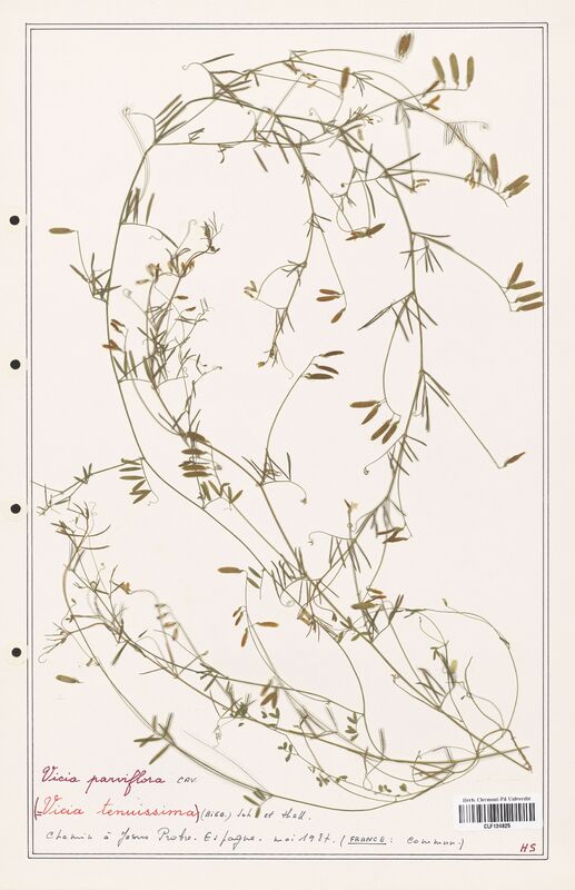 Vicia parviflora  (Fabaceae)