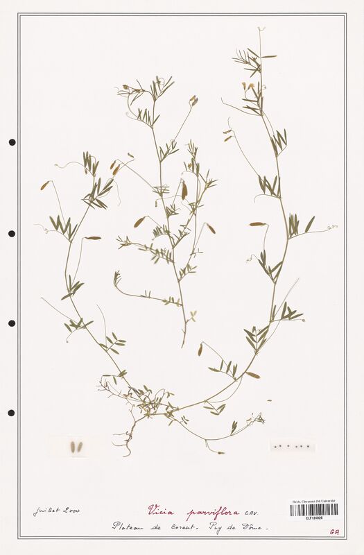 Vicia parviflora  (Fabaceae)