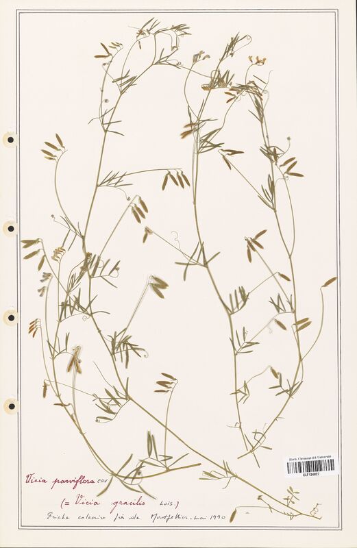 Vicia parviflora  (Fabaceae)
