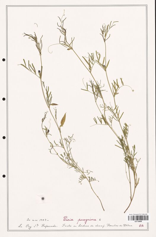 Vicia peregrina  (Fabaceae)