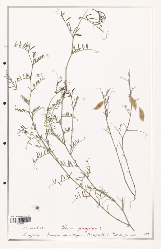 Vicia peregrina  (Fabaceae)