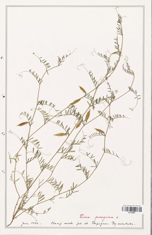 Vicia peregrina  (Fabaceae)