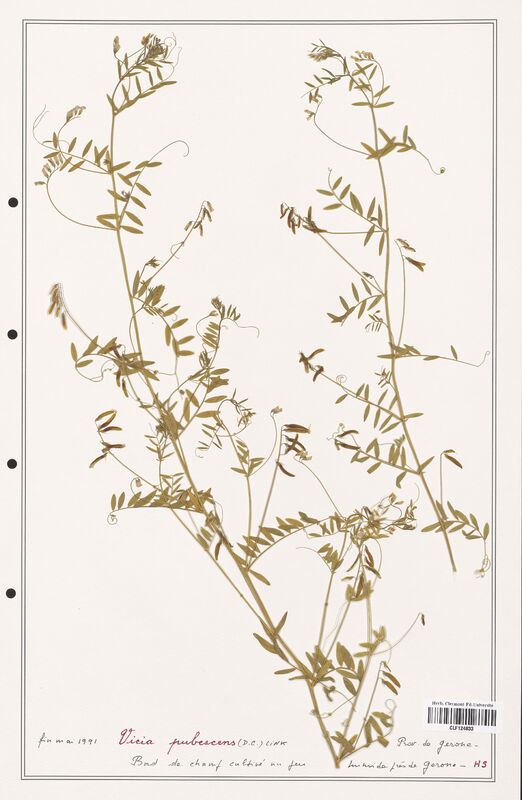 Vicia pubescens  (Fabaceae)