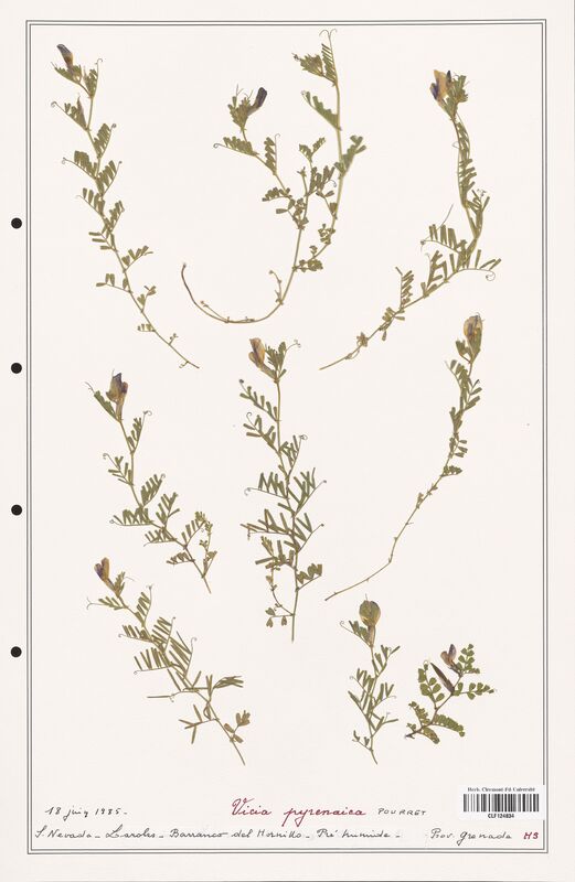 Vicia pyrenaica  (Fabaceae)