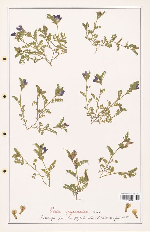 Vicia pyrenaica  (Fabaceae)