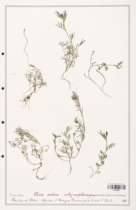 Vicia sativa  (Fabaceae)