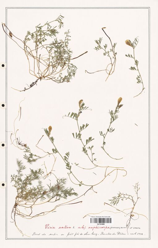 Vicia sativa  (Fabaceae)